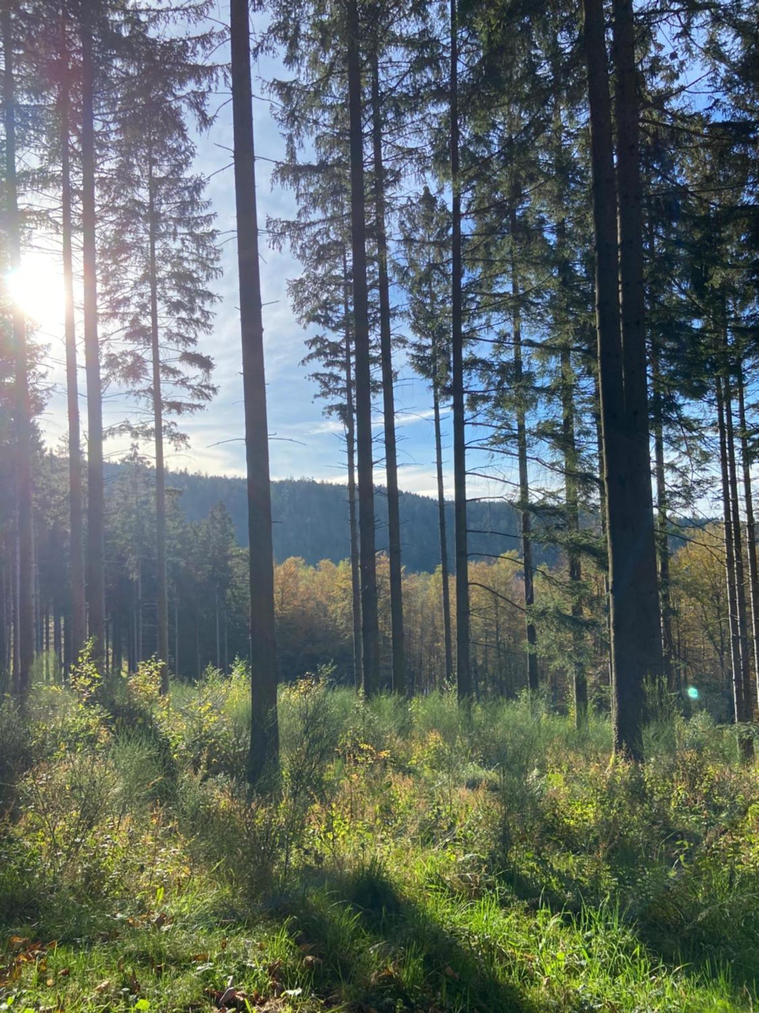 Chalet Authentique Au Calme, En Lisiere De Foret, Montagne, Sentiers 15Mn Gerardmer & Alsace "Chalet Mon Beau Sapin" Anould Exteriör bild