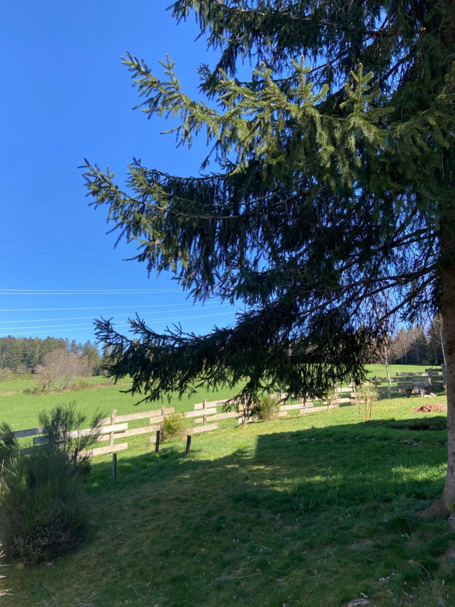 Chalet Authentique Au Calme, En Lisiere De Foret, Montagne, Sentiers 15Mn Gerardmer & Alsace "Chalet Mon Beau Sapin" Anould Exteriör bild