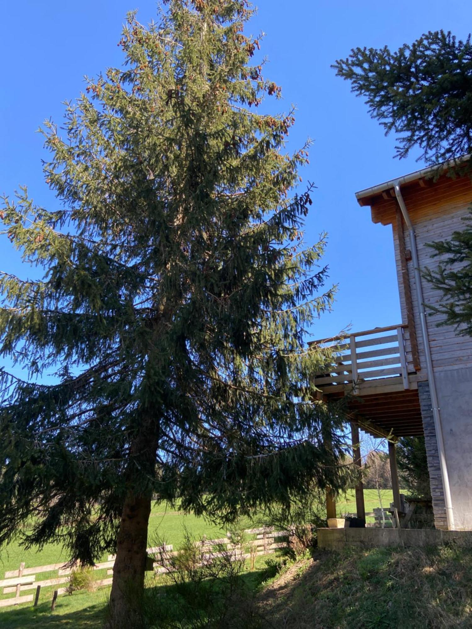 Chalet Authentique Au Calme, En Lisiere De Foret, Montagne, Sentiers 15Mn Gerardmer & Alsace "Chalet Mon Beau Sapin" Anould Exteriör bild
